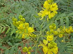 Senna alexandrina, containing anthraquinone glycosides, has been used as a laxative for millennia.[76]
