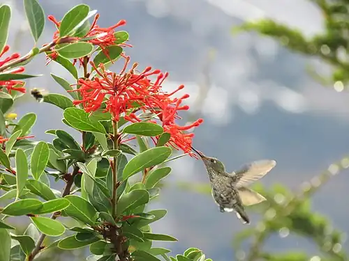 Green-backed firecrown feeding from Chilean firebush flowers, in Tierra del Fuego