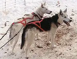 Two dogs in sled harnesses