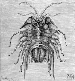 Brucerolis bromleyana