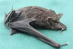Brown bat