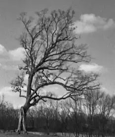 A black and white photo of a bare tree standing in a field: The tree leans to the right of the image.