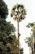 Toddey trapper climbing palm tree with a hanging ladder, India