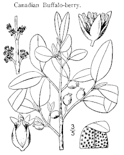 Drawing by Nathaniel Lord Britton (1913)