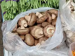 Fresh shiitake mushroom in the vegetable market in Hong Kong