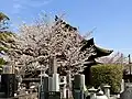 Sakura cherry blossoms above graveyard with the Jizo Hall behind