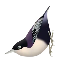 Sitta azurea azurea - Central and eastern Java Purple upper parts and violet coverts.