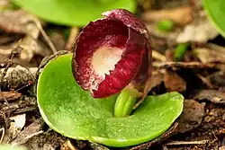 Slaty helmet orchid C. incurvus from N.S.W., Vic, Tas. and S.A.