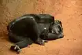 Chimpanzee using an arm as a pillow