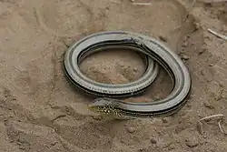 Slender glass lizard (Ophisaurus attenuatus)