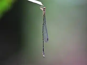 Profile view of a male