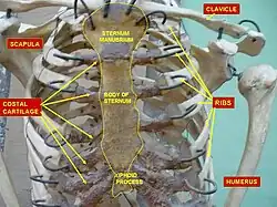 Thorax. Anterior view.