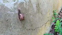 L. fulica climbing a wall and leaving a trail