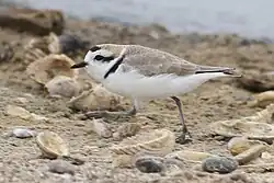 Photograph of a walking snowy plover in side view