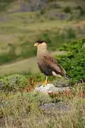 Crested caracara