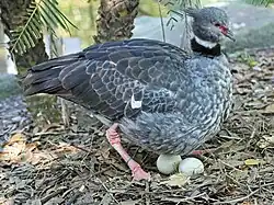 Sitting on two eggs.