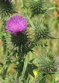Cirsium vulgare (spear thistle)