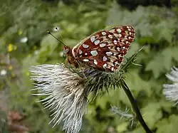 Oregon silverspot butterfly