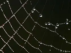 Image 19Dew drops adhering to a spider web (from Properties of water)