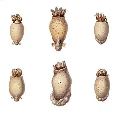 Immature specimens at various stages of development