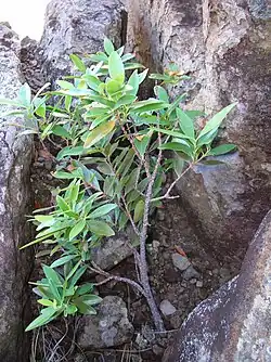 ʻĀkia; Oʻahu false ohelo