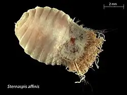 microscopic marine life