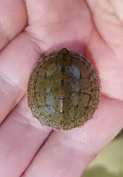 Juvenile carapace, Georgia