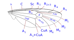 Stratiomyidae wing veins