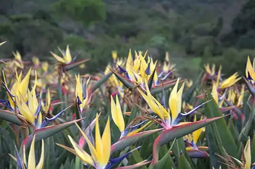 'Mandela's Gold', Kirstenbosch National Botanical Garden, Cape Town