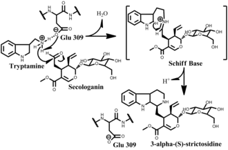Strictosidine synthase mechanism.