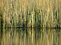 Reedbed of Phragmites australis and Carex acutiformis