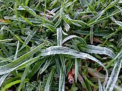 Light frost on grass in Western Sydney, New South Wales, Australia