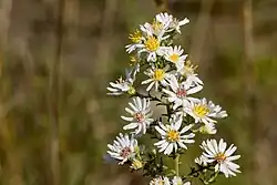 Symphyotrichum ericoides