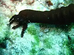 Synaptula reciprocans