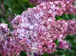 Syringa 'Pamyat o Vekhove'