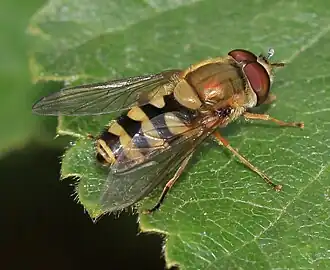 Syrphus sp. (male)