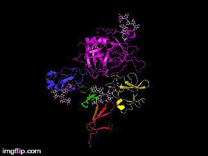 Here is TNK-tPA. It is very similar to t-PA, but the glycosylation occurring in Kringle 1 is manipulated. The mutation T103N means that glycosylation occurs at that point. The mutation N117Q means that the high mannose sugar residue is absent at that point.