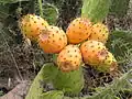 Fruits of the prickly pear