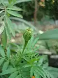 Bud of Tagetes erecta in India