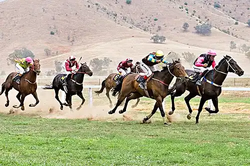 Image 18 Horse racing Credit: Fir0002 Horses race on grass at the 2006 Tambo Valley Races in Swifts Creek, Victoria, Australia. Horseracing is the third most popular spectator sport in Australia, behind Australian rules football and rugby league, with almost 2 million admissions to the 379 racecourses throughout Australia in 2002–03. More selected pictures