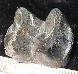 Tooth from the extinct Tapirus veroensis, 2.5&nbsp;cm (1&nbsp;in) wide, about 1 million years old, alluvial deposits, Florida, US