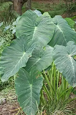 Image 31The taro (saonjo in Malagasy) is, according to an old Malagasy proverb, "the elder of the rice" (Ny saonjo no zokin'ny vary), and was also a staple diet for the proto-Austronesians (from History of Madagascar)