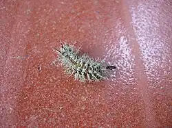 The larva of Lonomia obliqua, a saturniid moth from Brazil, has urticating hairs with a lethal anticoagulant poison.