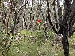 A shrub with a brilliant red flowerhead growing above grass among gum trees with blackened trunks from a bushfire