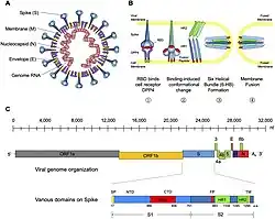 MERS-CoV: structure, attachment, viral entry, and genomic composition