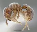 Tetramorium reptana