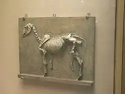 G-500. Relief plaque of a horse's skeleton (1878), Philadelphia Museum of Art.