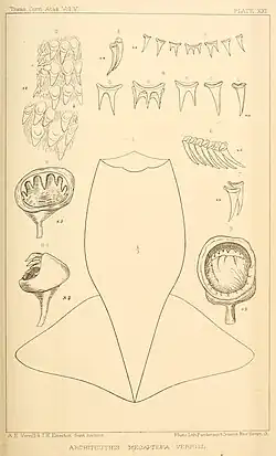 #[1] (1870?) Anatomical details of the squid that washed ashore in Nova Scotia, Canada, around 1870. It was originally described as Architeuthis megaptera and later identified as Sthenoteuthis pteropus. Shown are the mantle (fig. 1), teeth of the radula and palate (figs. 2–7), and arm and tentacle suckers (figs. 8–9) (Verrill, 1880a:pl. 21).