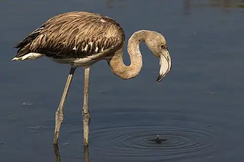 Juvenile at Ghadira Nature Reserve, Malta