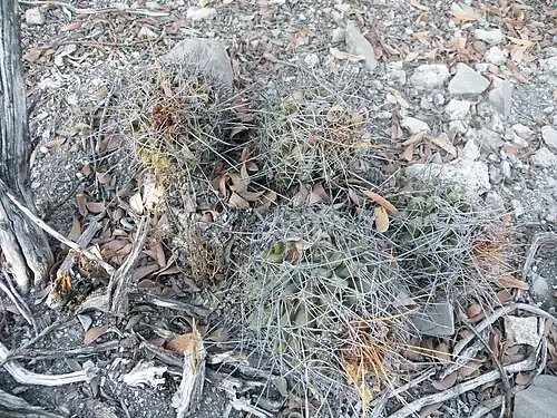 Thelocactus conothelos subsp. aurantiacus near Presa De Guadalupe